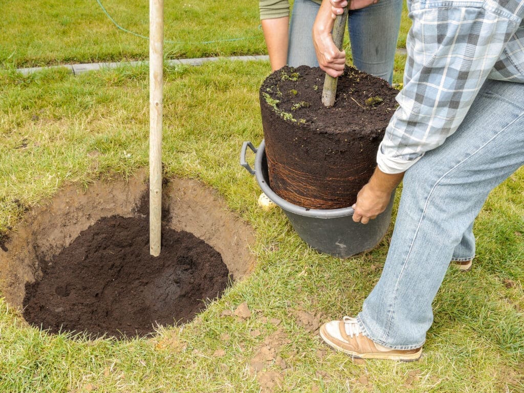 Tree Planting